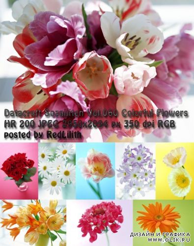 Фотоклипарт Datacraft Sozaijiten Vol. 060 - Colorful Flowers