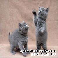 Фотограф Гладкова Светлана и ее котята.