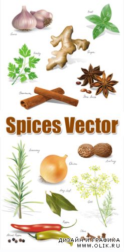 Spices Vector
