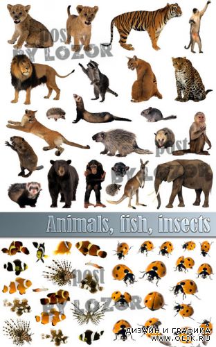 Animals, fish, insects