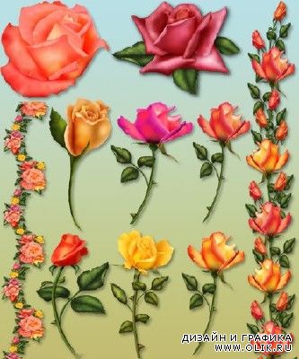Цветы для фотошопа Розы