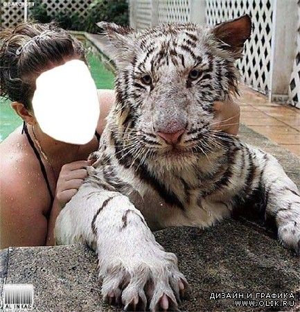Шаблон для фотошоп - Фото с Бенгальским тигром!