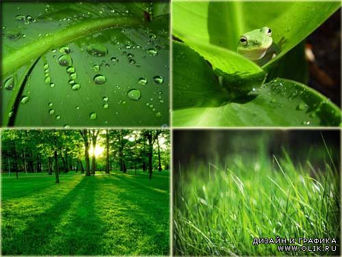 Высококачественные фотографии листвы и травы