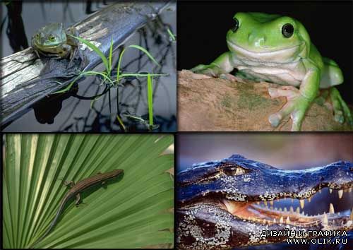 Фотографии животных - Рептилии