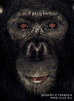 Потрясающие портреты обезьян. (40 фото)