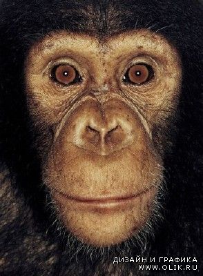Потрясающие портреты обезьян. (40 фото)