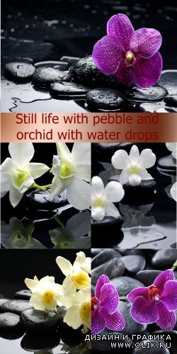 Still life with pebble and orchid with water drops