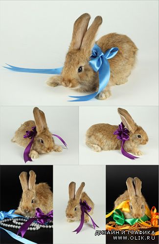 Rabbit with ribbons