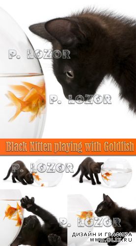 Black Kitten playing wit Goldfish
