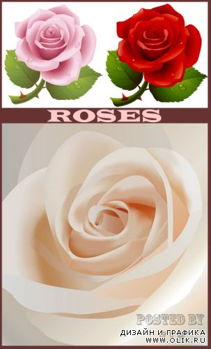 Roses 16