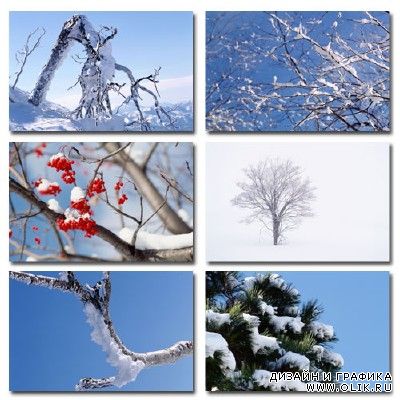 Набор профессионального клипарта Snow And Trees по теме "Деревья в снегу"