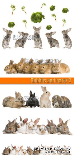 Rabbits and hares 3