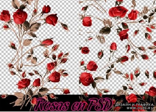 Розы в PSD ( Rosas en PSD)