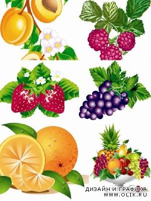 Fruits and Berries Vector