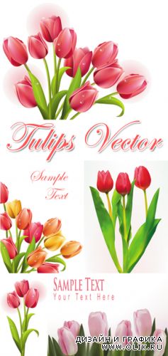 Tulips Vector