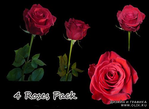 PNG Клипарт - Красные розы