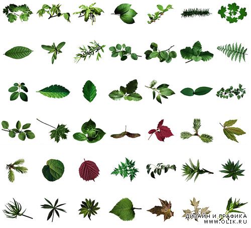 Клипарт - Фотообъекты листва