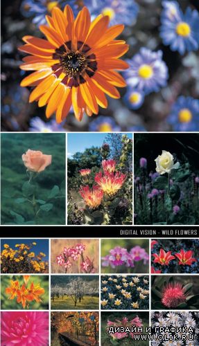 Digital Vision - Wild Flowers