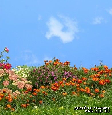 Растовые клипарты - Цветы, Flowers
