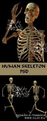 Human Skeleton PSD  Скелет человека