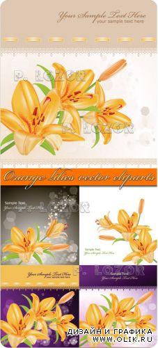 Orange lilies vector cliparts