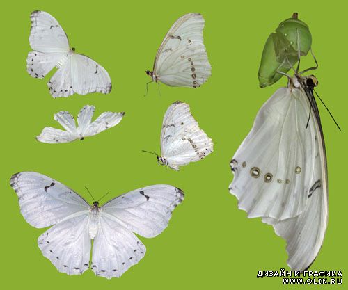 PSD Клипарт - Белые бабочки