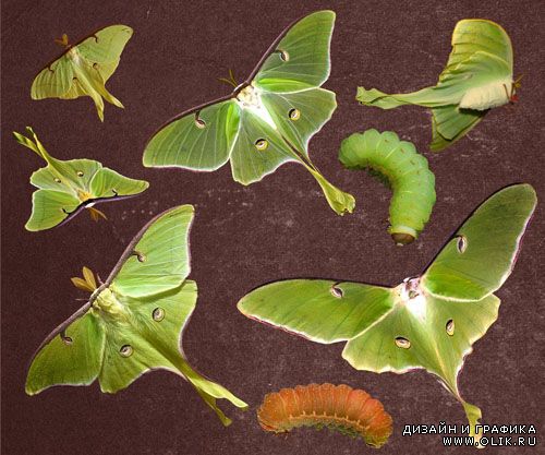 PSD Clipart - Luna Moths
