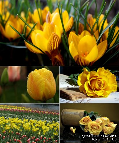 Tulips and Yellow roses - Clipart