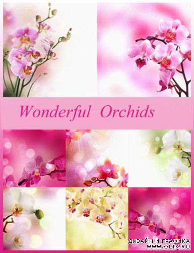 Фоны для фотошопа - Прекрасные орхидеи