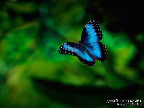 Photo - Butterflies