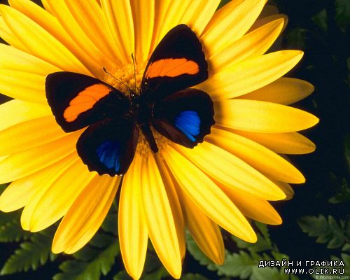 Photo - Butterflies