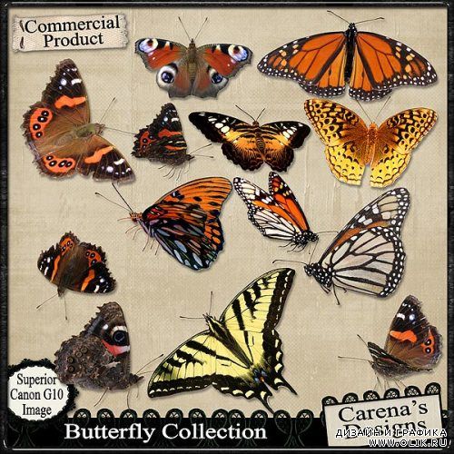 ClipArt - Butterfly Collection
