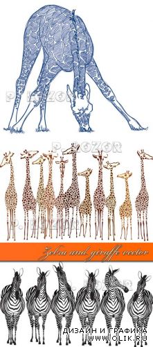 Zebra and giraffe vector