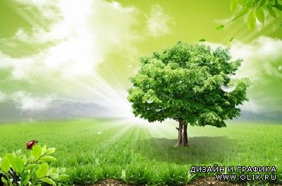 Sources - A large green tree