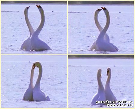 футажи:футажи свадебные - танцы лебедей