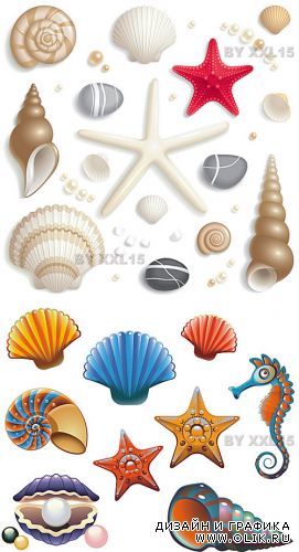 Seashell set