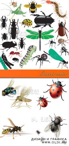 Insects vector 