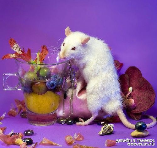 Гламурные фотографии мышей и крыс от  Дианы Оздомар (Diane Ozdamar)