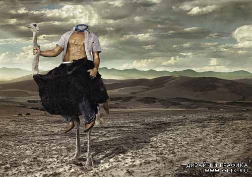 Мужской шаблон - на страусе через пустыню