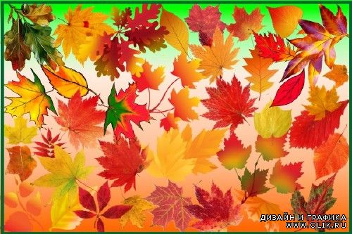 Клипарт - Осенняя листва