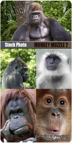 Морда обезьяны 2 | Monkey muzzle 2