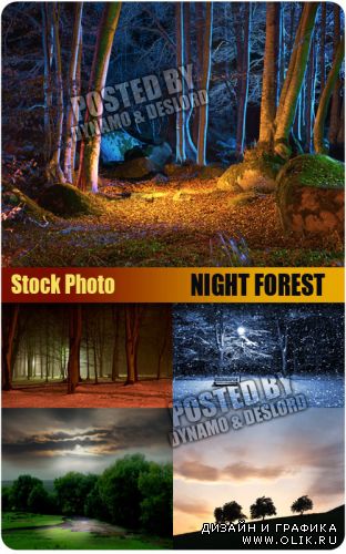 Ночной лес - растровый клипарт