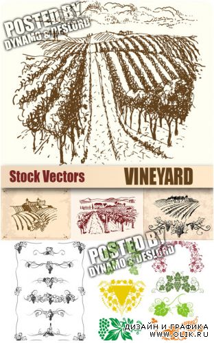 Виноградник - векторный клипарт