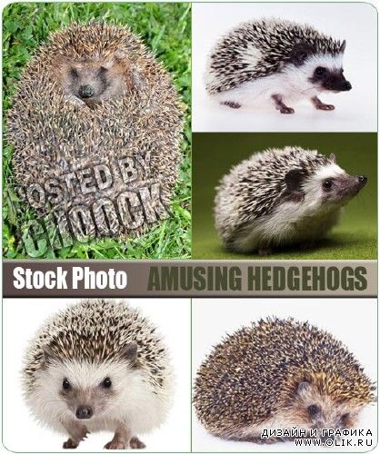 Забавные ежики | Amusing hedgehogs