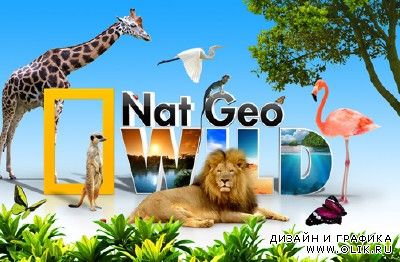 Nat Geo Wild wallpaper psd