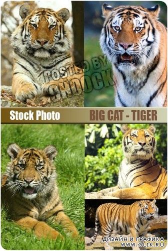 Большая кошка - тигр | Big cat - tiger