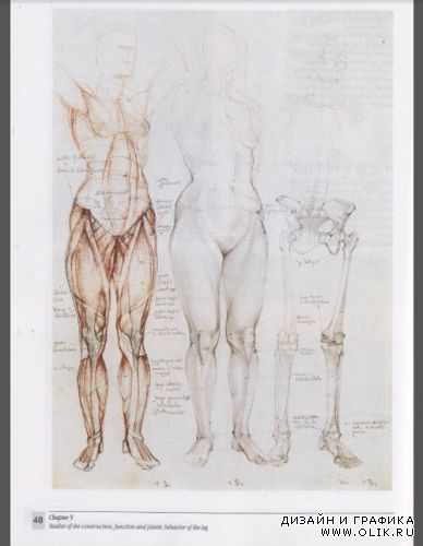 Gottfried Bammes (The Artist's guide to human anatomy)