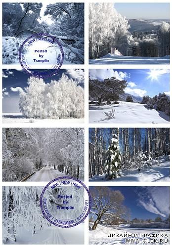 Зимние Пейзажи – Зима, лес, деревья