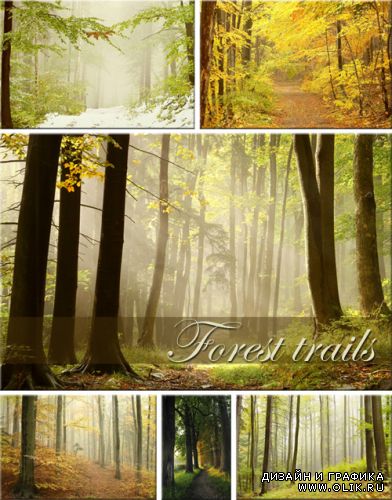 Forest trails - ClipArt