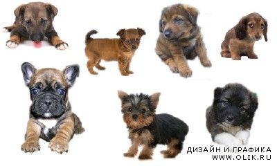 PSD for PHSP - Little Dogs